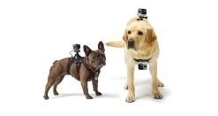 GoPro Fetch Dog Harness -RAM MOUNTS Store ADOGM 001 2