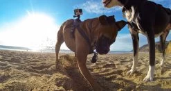 GoPro Fetch Dog Harness -RAM MOUNTS Store ADOGM 001 5