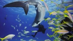 GoPro HERO11 Black Mini Dive Housing -RAM MOUNTS Store AFDIV 001 5