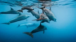 GoPro Floaty HERO11 Black Mini 11 GoPro Floaty HERO11 Black Mini -RAM MOUNTS Store AFFLT 001 4