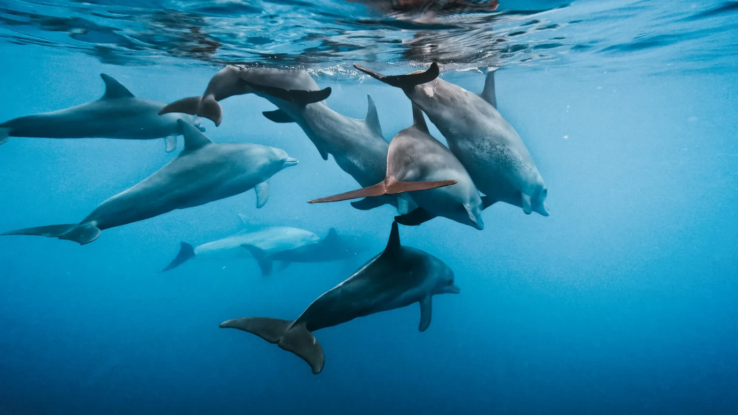 GoPro Floaty HERO11 Black Mini 7 GoPro Floaty HERO11 Black Mini - Image 5